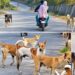 Rising Stray Dog Menace in Beerwah Sparks Concern; Locals Demand Immediate Action After Elderly Man Injured