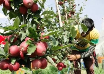 Kashmir’s Apple Industry: Transforming Traditional Orchards into a Modern Agribusiness Economy