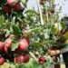 Kashmir’s Apple Industry: Transforming Traditional Orchards into a Modern Agribusiness Economy