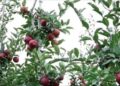 Kashmir’s Horticulture Revolution: From Traditional Orchards to Global Markets