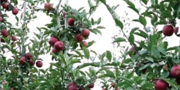 Kashmir’s Horticulture Revolution: From Traditional Orchards to Global Markets