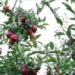 Kashmir’s Horticulture Revolution: From Traditional Orchards to Global Markets