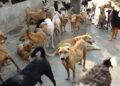 Stray Dog Menace in Bemina’s Gousia Colony Leaves Residents at Risk