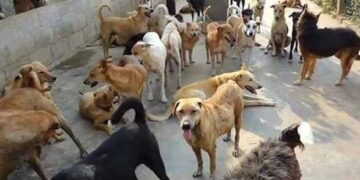 Stray Dog Menace in Bemina’s Gousia Colony Leaves Residents at Risk