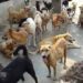 Stray Dog Menace in Bemina’s Gousia Colony Leaves Residents at Risk