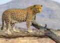 7-Year-Old Girl Injured in Leopard Attack in Kulgam