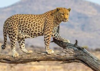 7-Year-Old Girl Injured in Leopard Attack in Kulgam