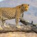 7-Year-Old Girl Injured in Leopard Attack in Kulgam