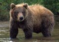 Bear Attacks Man While Working In Paddy Field In Harwan Srinagar