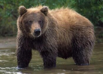 Bear Attacks Man While Working In Paddy Field In Harwan Srinagar