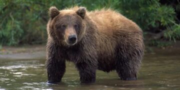 Bear Attacks Man While Working In Paddy Field In Harwan Srinagar