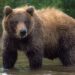 Bear Attacks Man While Working In Paddy Field In Harwan Srinagar